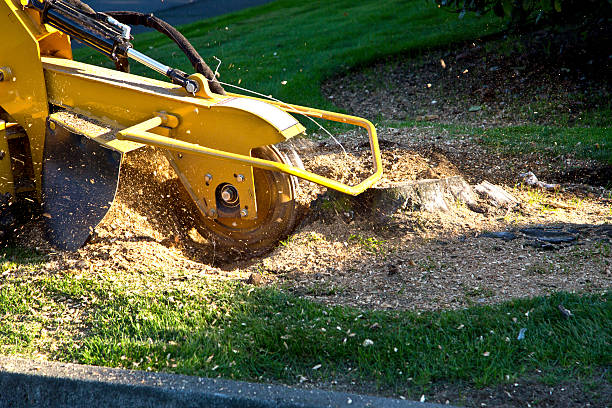 How Our Tree Care Process Works  in  Tiffin, IA